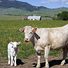 Charolais Cattle